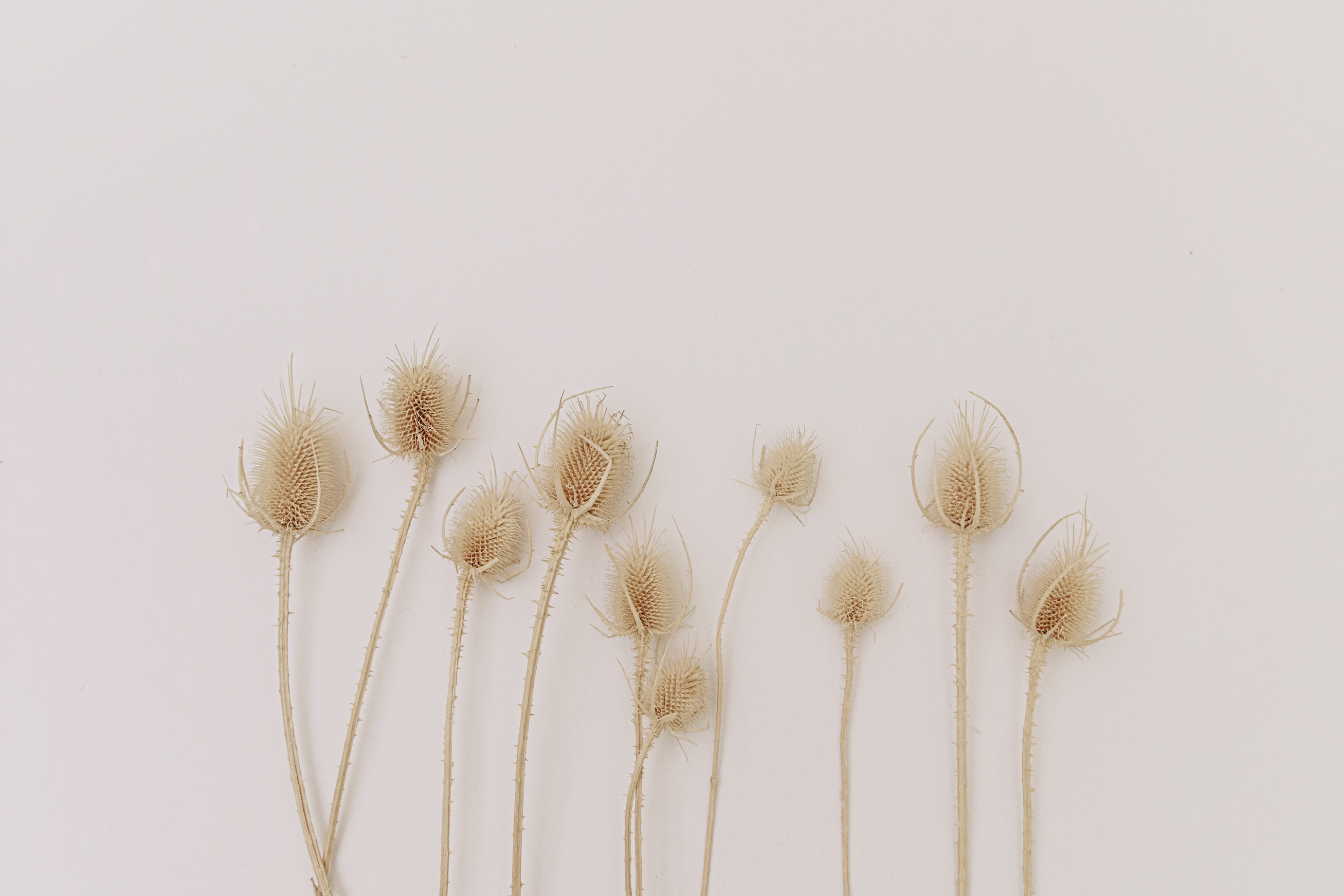 Dried Pine Cones on Light Background